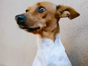Cachorro raça SRD-ViraLata idade 5 anos nome mariquinha 