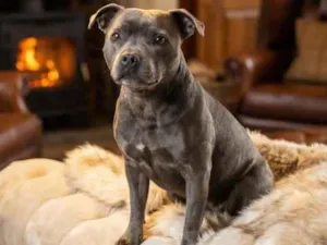 Cachorro raça Pit-Bull idade 1 ano nome Bella