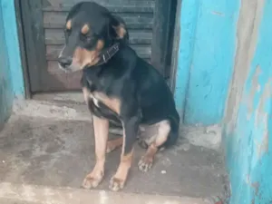 Cachorro raça Fila idade 7 a 11 meses nome Espak 