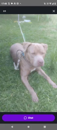 Cachorro raça Pit-Bull idade 1 ano nome Zeus 