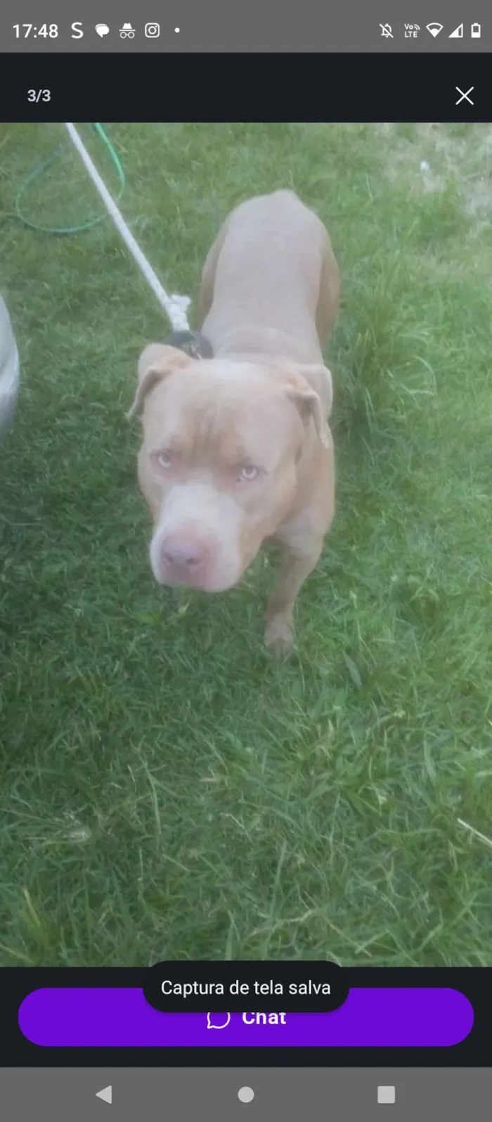 Cachorro raça Pit-Bull idade 1 ano nome Zeus 