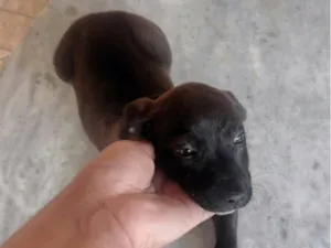 Cachorro raça SRD-ViraLata idade 2 a 6 meses nome Bob
