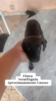 Cachorro raça SRD-ViraLata idade 2 a 6 meses nome Amora