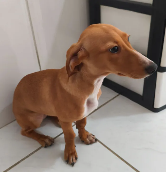 Cachorro raça SRD-ViraLata idade 2 a 6 meses nome Mel