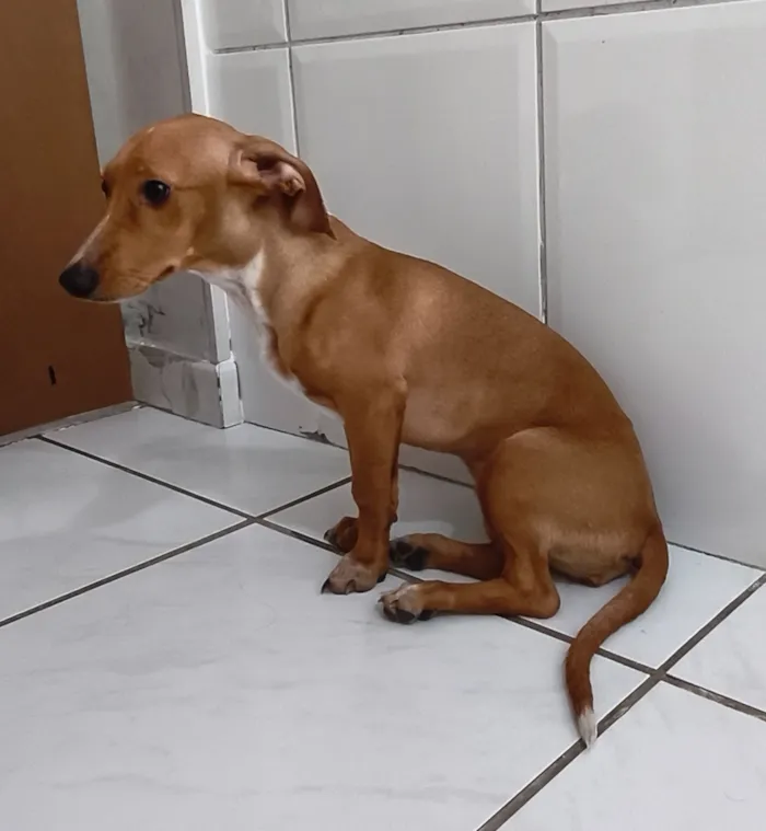 Cachorro raça SRD-ViraLata idade 2 a 6 meses nome Mel