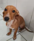 Cachorro raça SRD-ViraLata idade 2 a 6 meses nome Mel