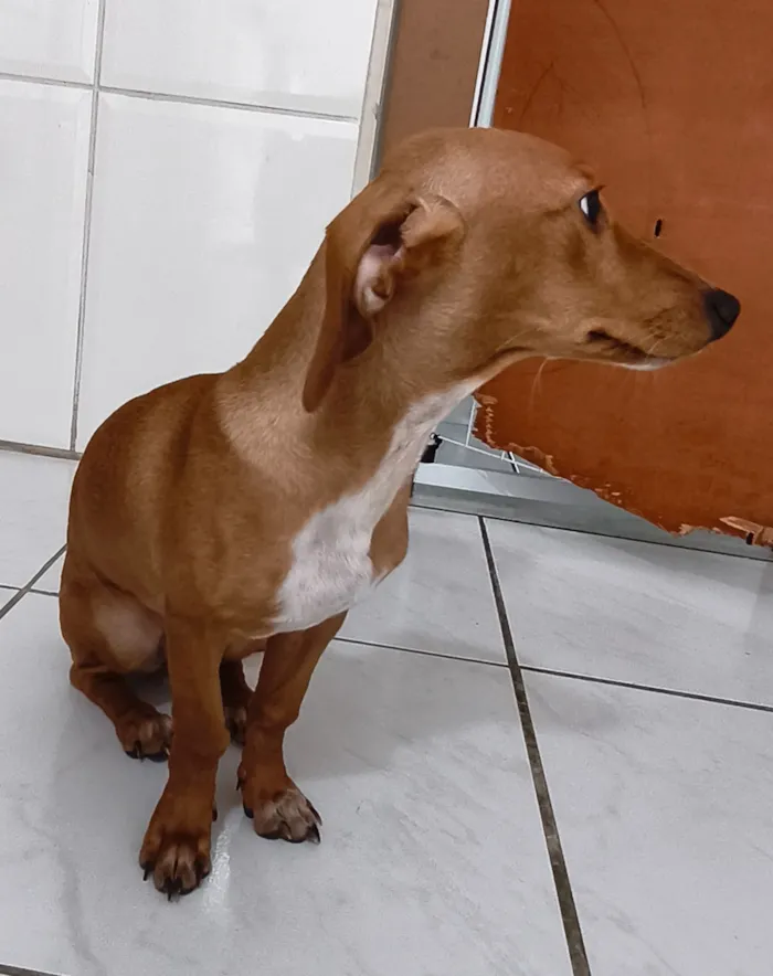Cachorro raça SRD-ViraLata idade 2 a 6 meses nome Mel