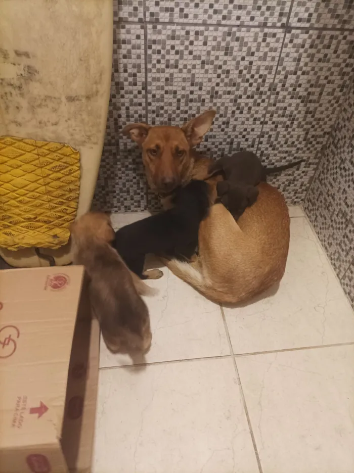 Cachorro raça Pastor Alemão idade Abaixo de 2 meses nome Filhote