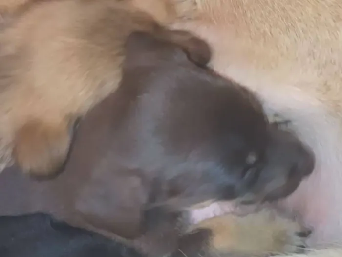 Cachorro raça Pastor Alemão idade Abaixo de 2 meses nome Filhote