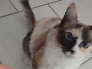 Gato raça SRD-ViraLata idade 2 anos nome Tanja