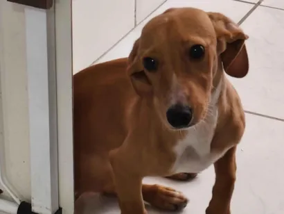Cachorro raça SRD-ViraLata idade 2 a 6 meses nome Mel
