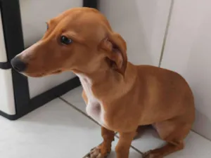 Cachorro raça SRD-ViraLata idade 2 a 6 meses nome Mel