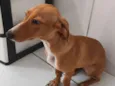 Cachorro raça SRD-ViraLata idade 2 a 6 meses nome Mel