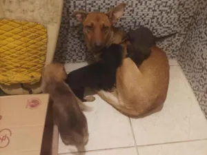 Cachorro raça Pastor Alemão idade Abaixo de 2 meses nome Filhote