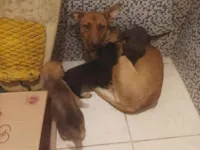 Cachorro raça Pastor Alemão idade Abaixo de 2 meses nome Filhote