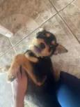 Cachorro raça SRD-ViraLata idade 2 a 6 meses nome Ice