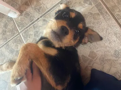 Cachorro raça SRD-ViraLata idade 2 a 6 meses nome Ice