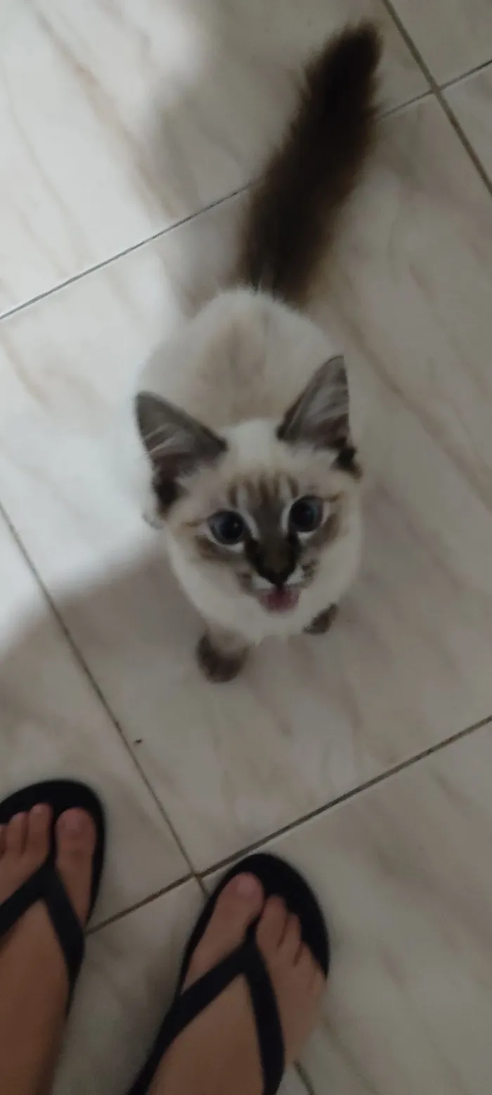 Gato raça Angorá idade 2 anos nome Appinha