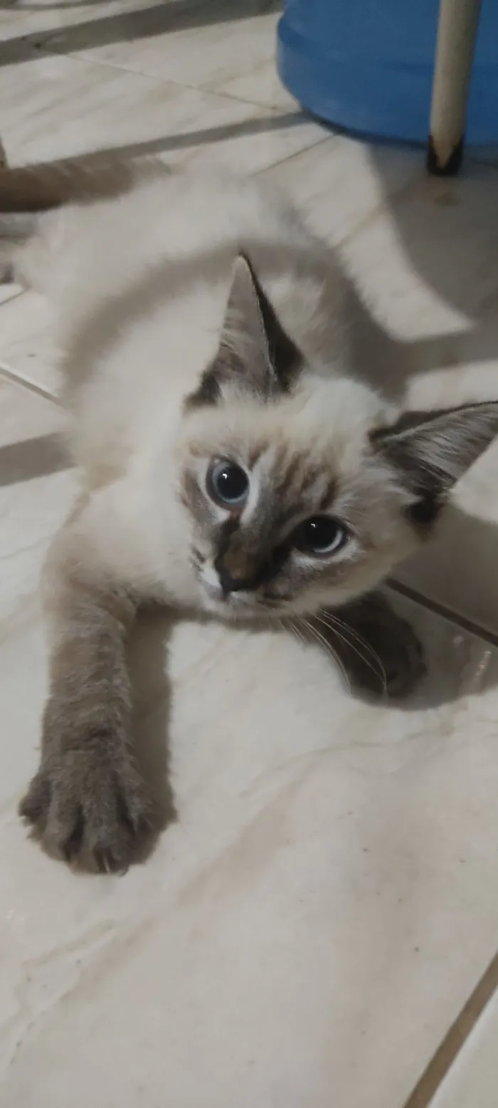 Gato raça Angorá idade 2 anos nome Appinha