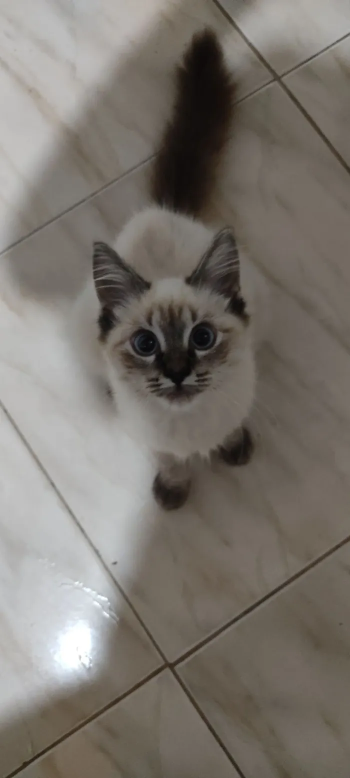 Gato raça Angorá idade 2 anos nome Appinha