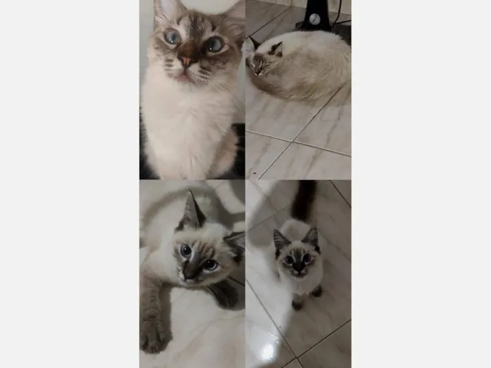 Gato raça Angorá idade 2 anos nome Appinha