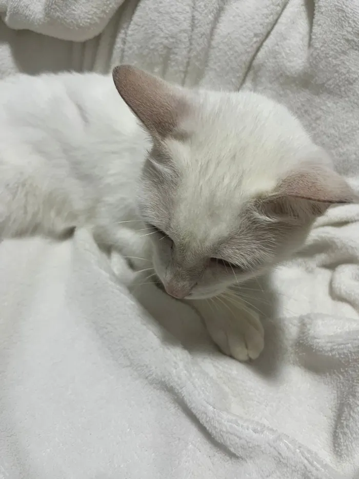 Gato raça SRD-ViraLata idade 4 anos nome Pink