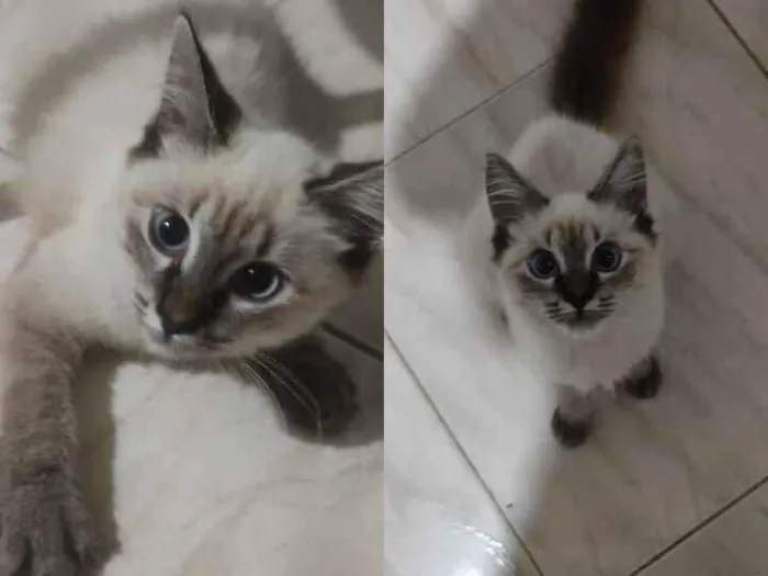 Gato raça Angorá idade 2 anos nome Appinha