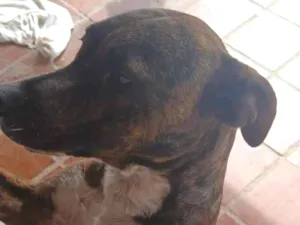 Cachorro raça Boxer idade 7 a 11 meses nome Ozzy 