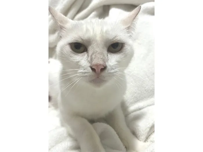 Gato raça SRD-ViraLata idade 4 anos nome Pink
