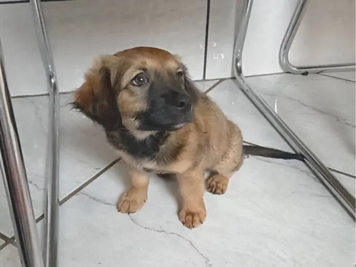 Cachorro raça SRD-ViraLata idade 2 a 6 meses nome Princesa