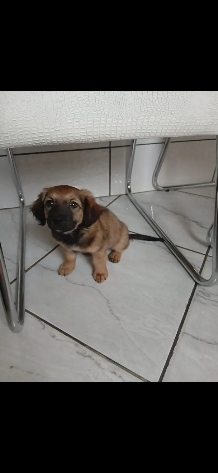 Cachorro raça SRD-ViraLata idade 2 a 6 meses nome Princesa