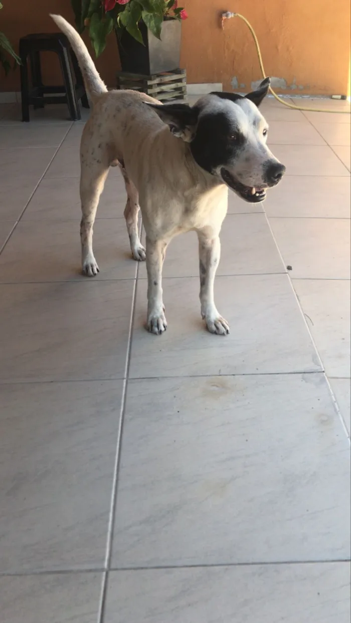 Cachorro raça SRD-ViraLata idade 3 anos nome Romeu