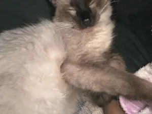 Gato raça Siamês idade 1 ano nome Pão