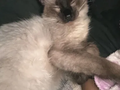 Gato raça Siamês idade 1 ano nome Pão