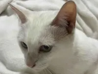 Gato raça SRD-ViraLata idade 4 anos nome Pink