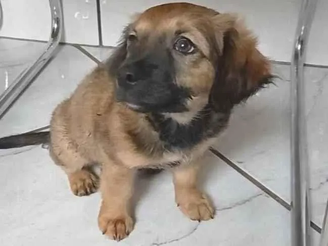 Cachorro raça SRD-ViraLata idade 2 a 6 meses nome Princesa