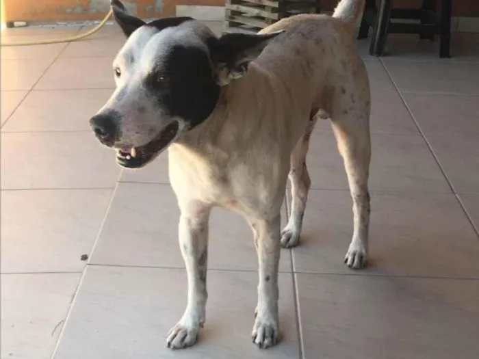 Cachorro raça SRD-ViraLata idade 3 anos nome Romeu