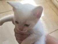 Gato raça SRD-ViraLata idade 2 a 6 meses nome Tayson 