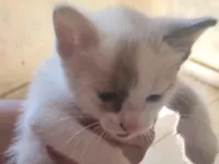 Gato raça SRD-ViraLata idade 2 a 6 meses nome Mel