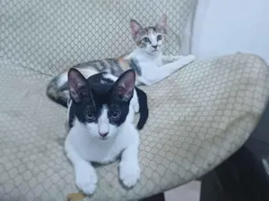 Gato raça SRD-ViraLata idade 2 a 6 meses nome Lua e estrela 