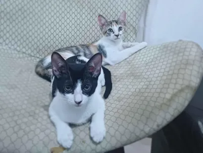 Gato raça SRD-ViraLata idade 2 a 6 meses nome Lua e estrela 