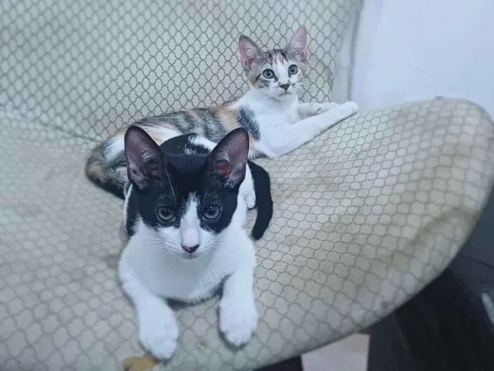 Gato raça SRD-ViraLata idade 2 a 6 meses nome Lua e estrela 