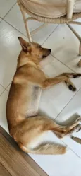 Cachorro raça SRD-ViraLata idade 1 ano nome Bilie