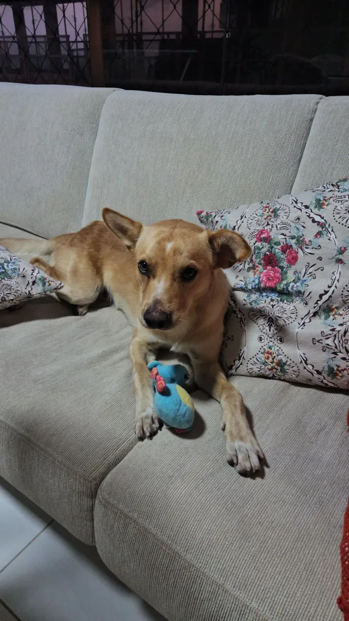 Cachorro raça SRD-ViraLata idade 1 ano nome Bilie