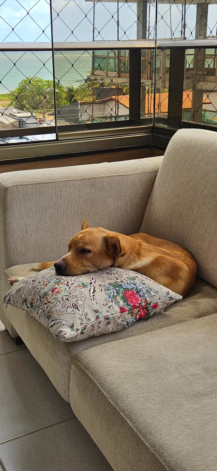 Cachorro raça SRD-ViraLata idade 1 ano nome Bilie