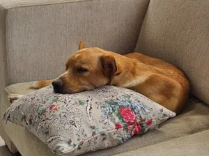 Cachorro raça SRD-ViraLata idade 1 ano nome Bilie