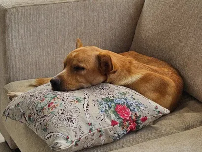 Cachorro raça SRD-ViraLata idade 1 ano nome Bilie