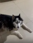 Cachorro raça Husky Siberiano idade 6 ou mais anos nome Kiara 