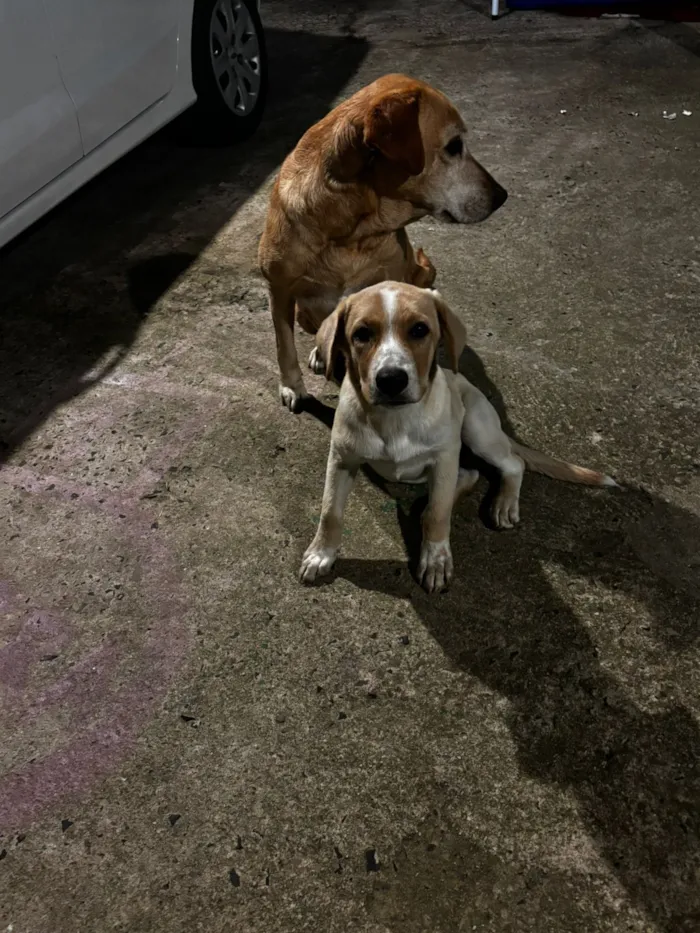Cachorro raça Labrador idade 2 a 6 meses nome Thor 