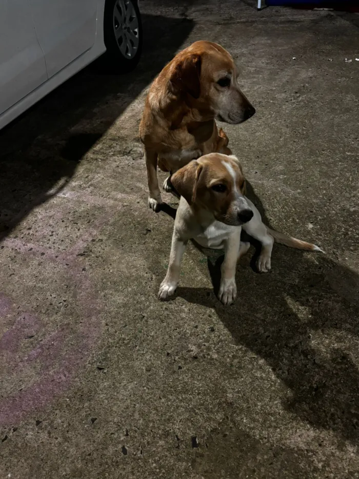 Cachorro raça Labrador idade 2 a 6 meses nome Thor 